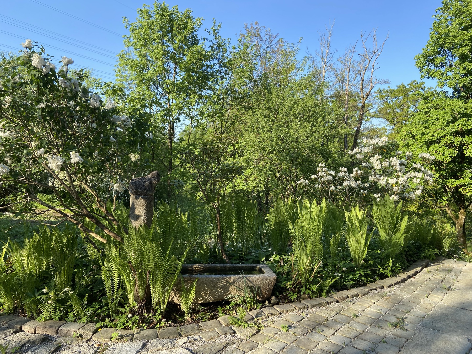 Alter Steintrog mit Farnen und Schneeball im Garten