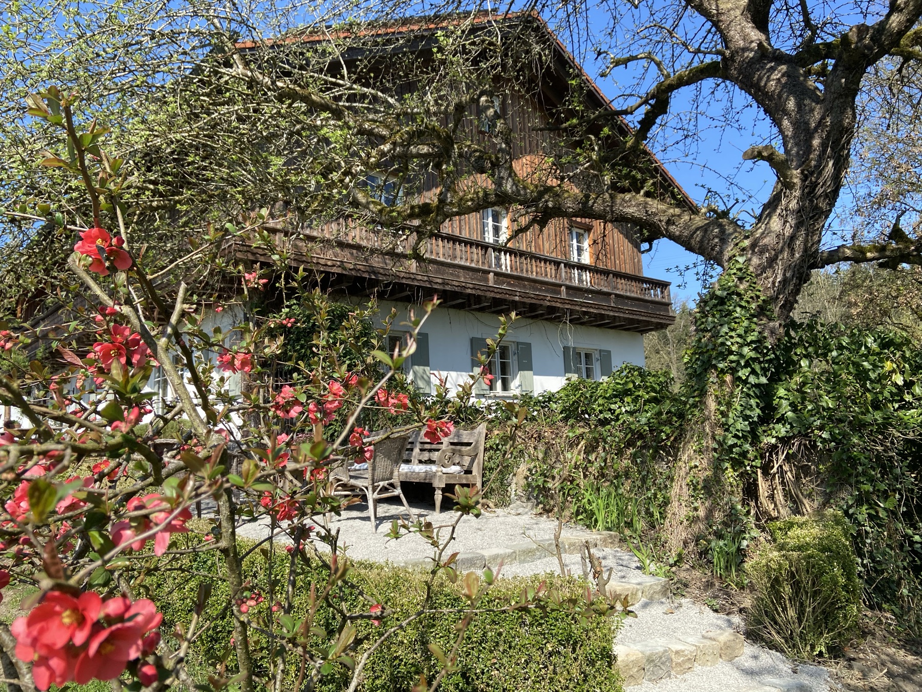 Das Bauernhaus durch eine blühende rote Zierquitte gesehen