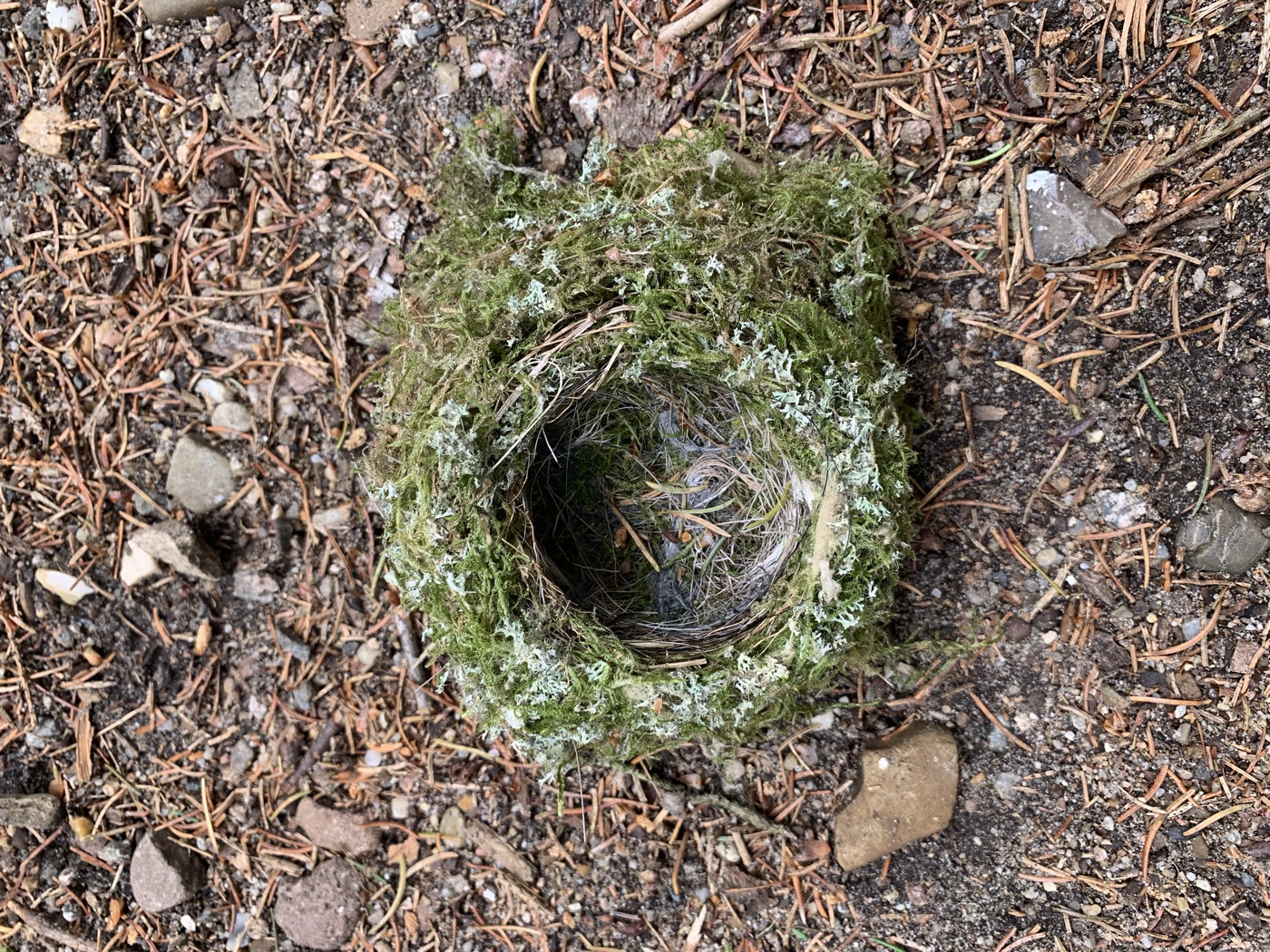 Ein Vogelnest aus Moos auf dem Waldboden